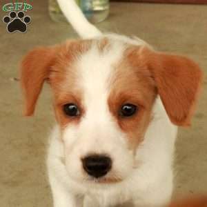 Hadassah, Jack-a-poo Puppy