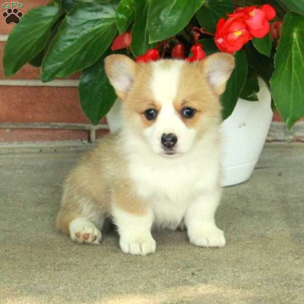 Hadley, Pembroke Welsh Corgi Puppy
