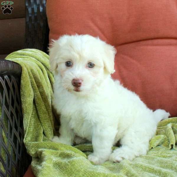 Hadley, Havapoo Puppy