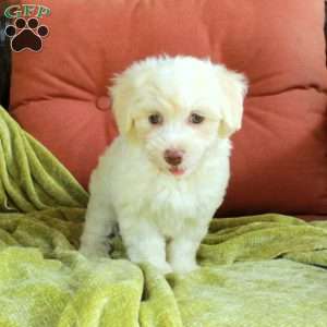 Hadley, Havapoo Puppy
