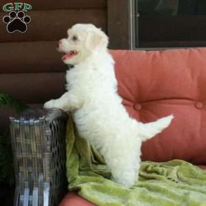 Hadley, Havapoo Puppy