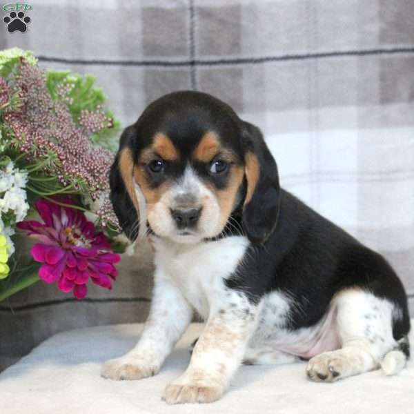 Hailey, Beaglier Puppy