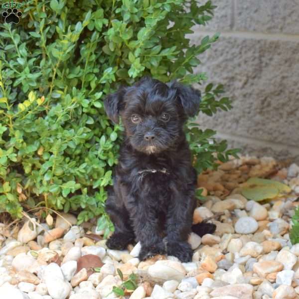 Hailey, Yorkie Mix Puppy