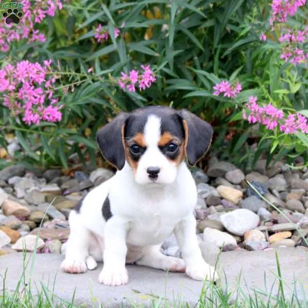 Hailey, Cavalier King Charles Mix Puppy