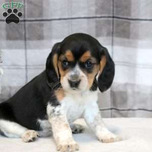 Hailey, Beaglier Puppy