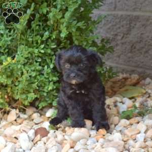 Hailey, Yorkie Mix Puppy