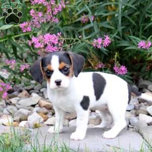 Hailey, Cavalier King Charles Mix Puppy