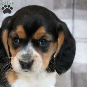 Hailey, Beaglier Puppy