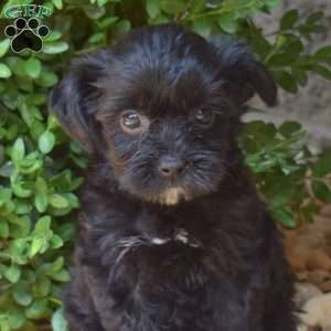 Hailey, Yorkie Mix Puppy