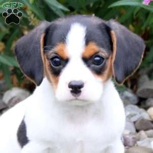 Hailey, Cavalier King Charles Mix Puppy