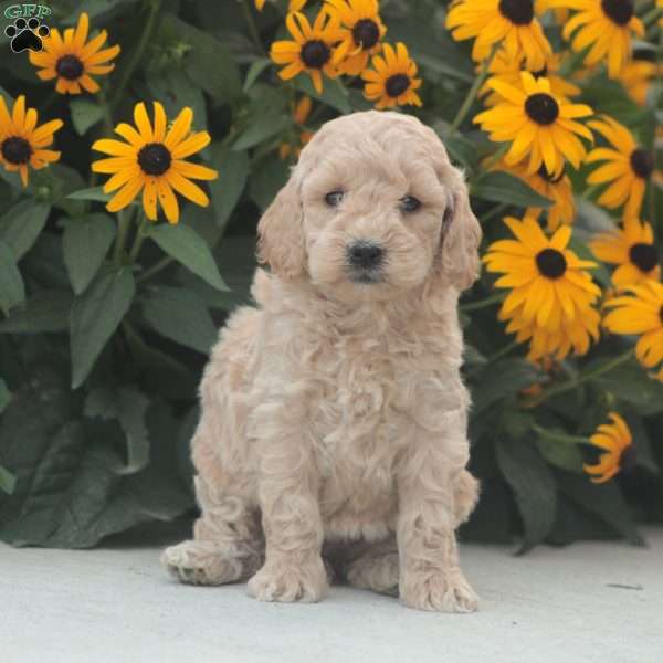Hailey, Mini Goldendoodle Puppy