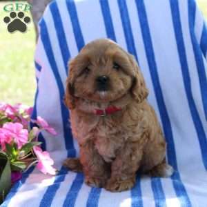 Halena, Cavapoo Puppy