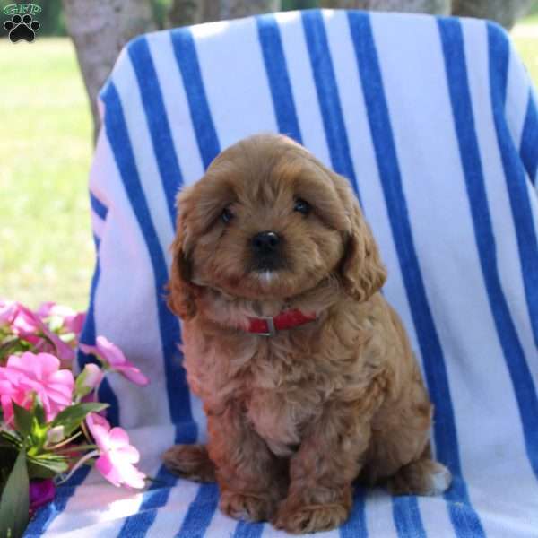 Halena, Cavapoo Puppy