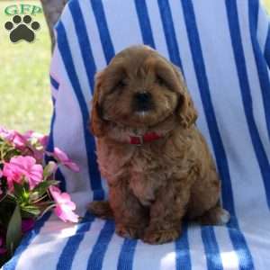 Halena, Cavapoo Puppy