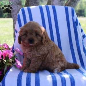 Halena, Cavapoo Puppy