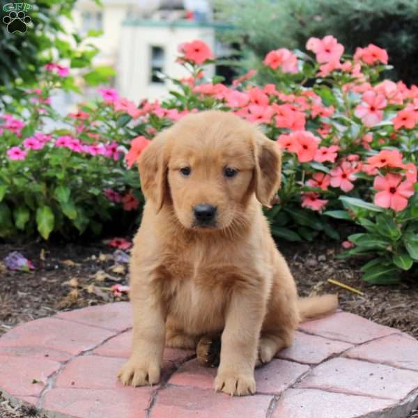 Haley, Golden Retriever Puppy