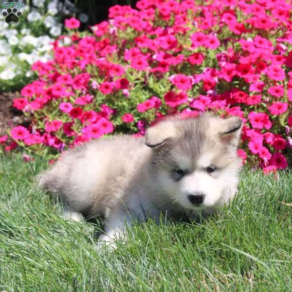 Haley, Alaskan Malamute Puppy