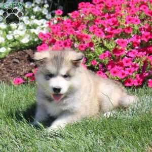 Haley, Alaskan Malamute Puppy