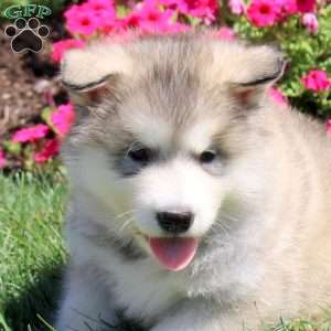 Haley, Alaskan Malamute Puppy