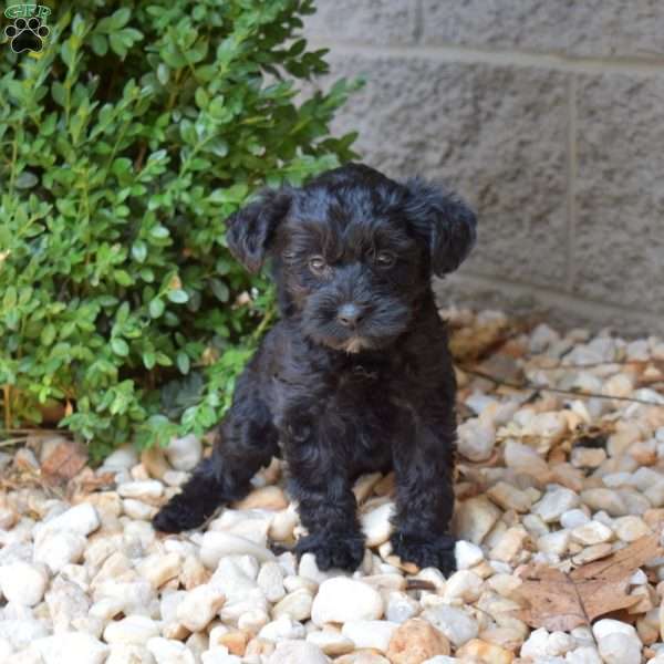 Hank, Yorkie Mix Puppy