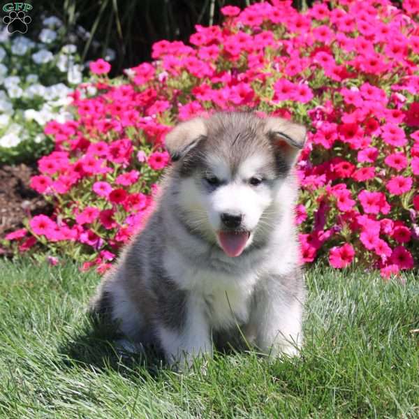 Hank, Alaskan Malamute Puppy