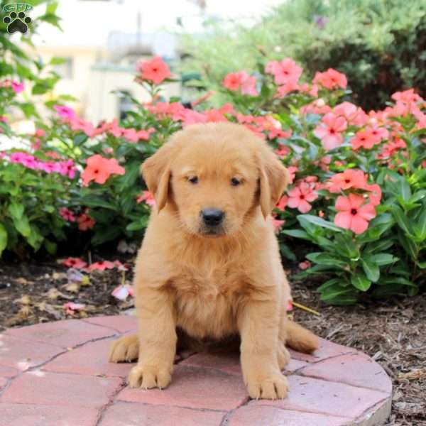Hank, Golden Retriever Puppy