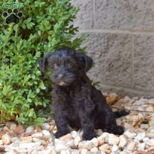 Hank, Yorkie Mix Puppy