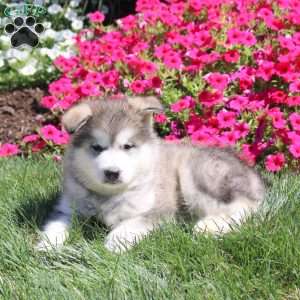 Hank, Alaskan Malamute Puppy