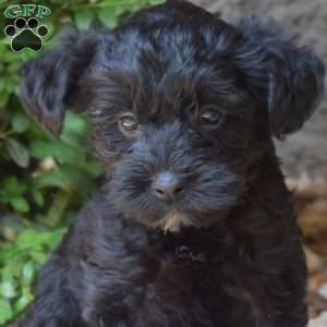 Hank, Yorkie Mix Puppy