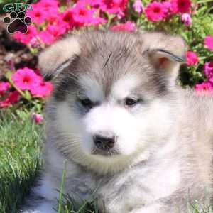Hank, Alaskan Malamute Puppy
