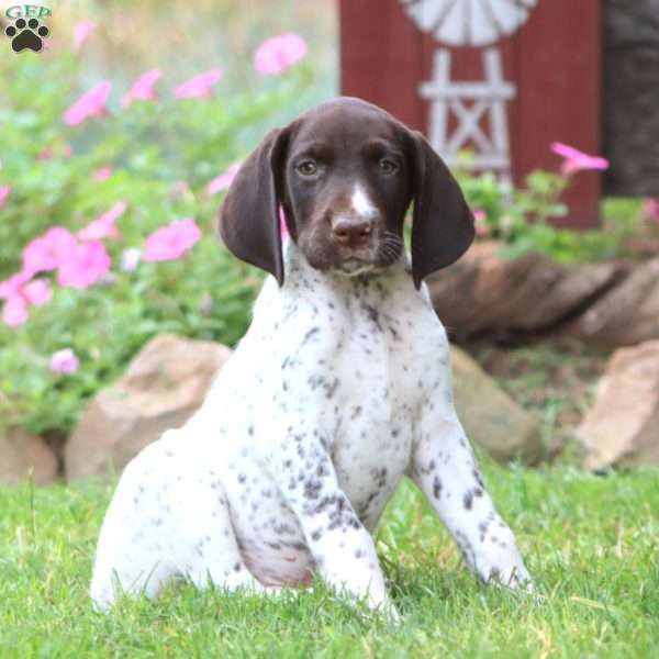 Hank, German Shorthaired Pointer Puppy