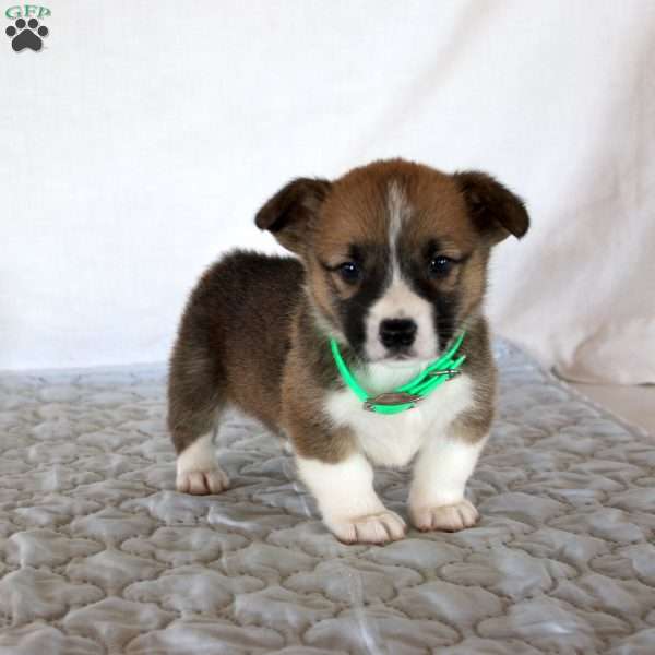 Hank, Pembroke Welsh Corgi Puppy