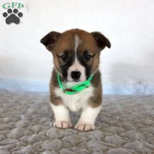 Hank, Pembroke Welsh Corgi Puppy