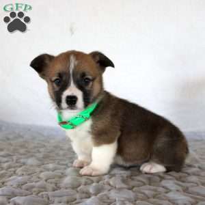 Hank, Pembroke Welsh Corgi Puppy