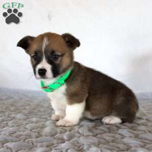Hank, Pembroke Welsh Corgi Puppy