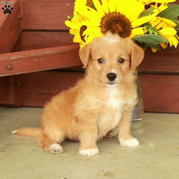 Hannah, Jack-a-poo Puppy