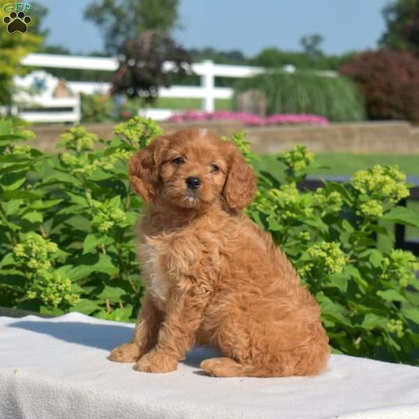 Hannah, Cavapoo Puppy