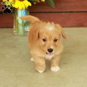 Hannah, Jack-a-poo Puppy