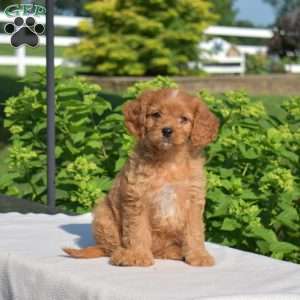 Hannah, Cavapoo Puppy