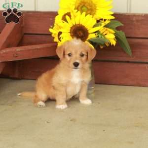 Hannah, Jack-a-poo Puppy