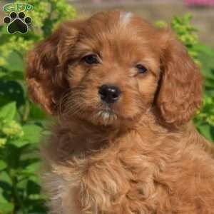 Hannah, Cavapoo Puppy