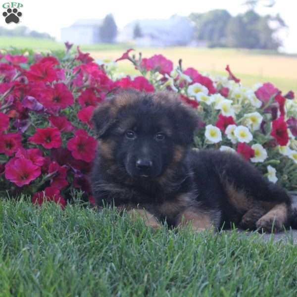 Happy, German Shepherd Puppy