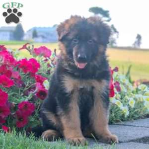 Happy, German Shepherd Puppy