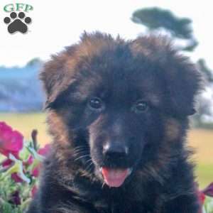 Happy, German Shepherd Puppy