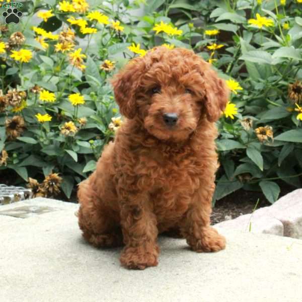 Happy, Miniature Poodle Puppy