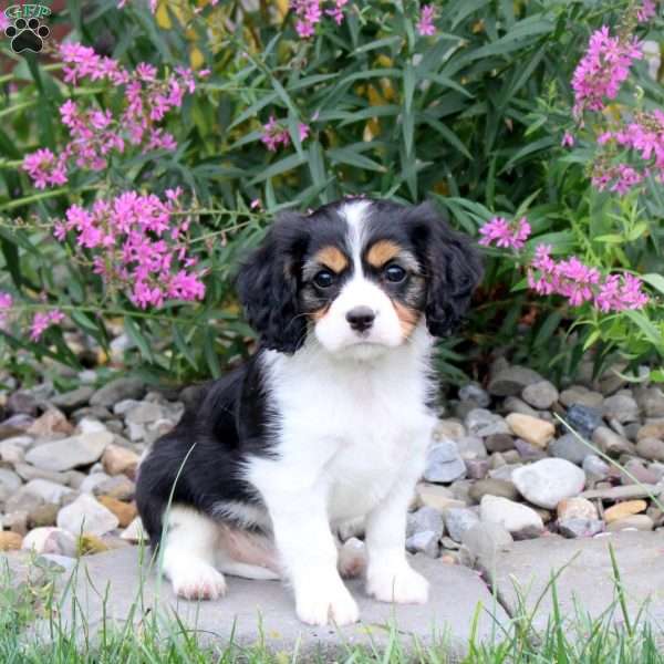 Happy, Cavalier King Charles Mix Puppy