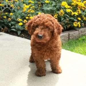 Happy, Miniature Poodle Puppy