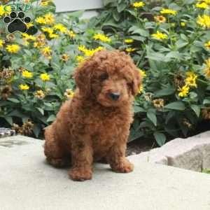 Happy, Miniature Poodle Puppy