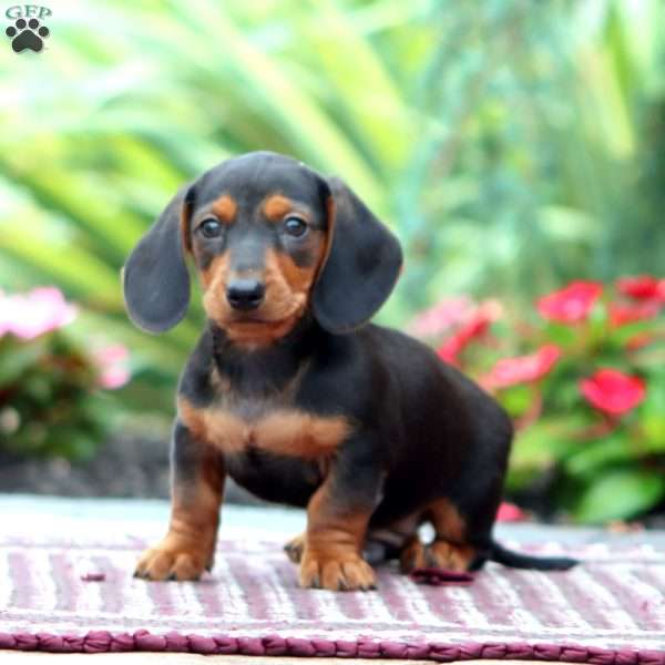 Happy – Mini, Dachshund Puppy