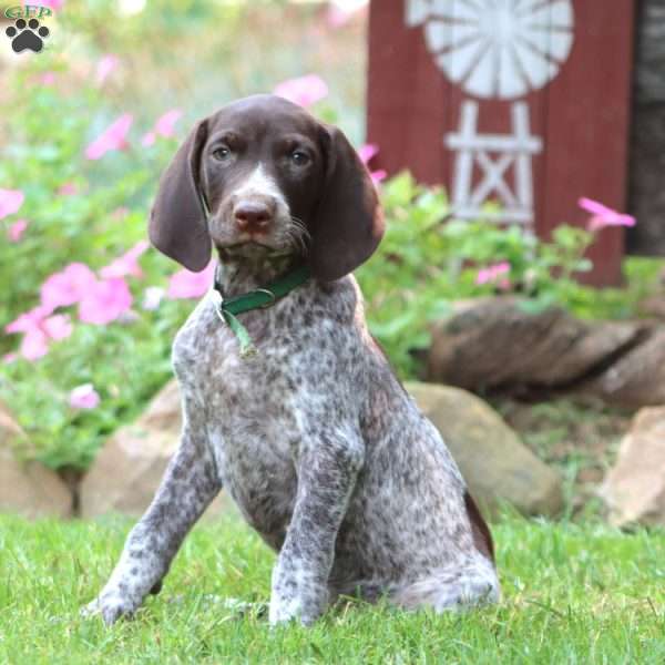 Happy, German Shorthaired Pointer Puppy